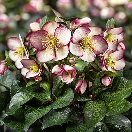 Helleborus x iburgensis HGC Ice N' Roses Macy Marble- sniegarozes